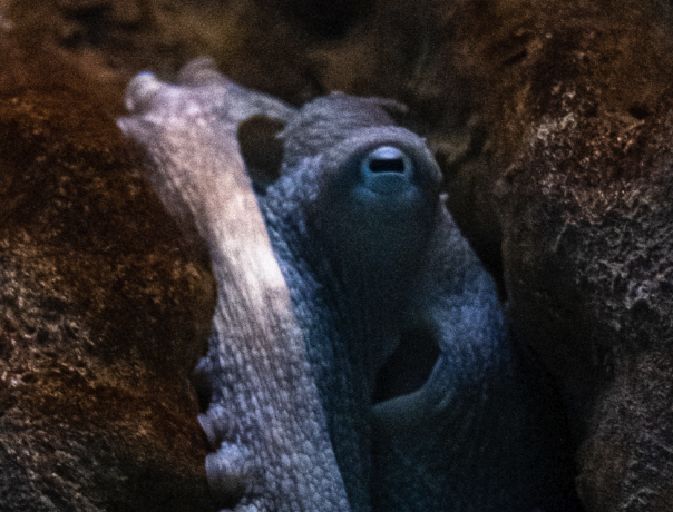 Federal Bill to Ban Commercial Octopus Farming and Imports Introduced in U.S.&nbsp;