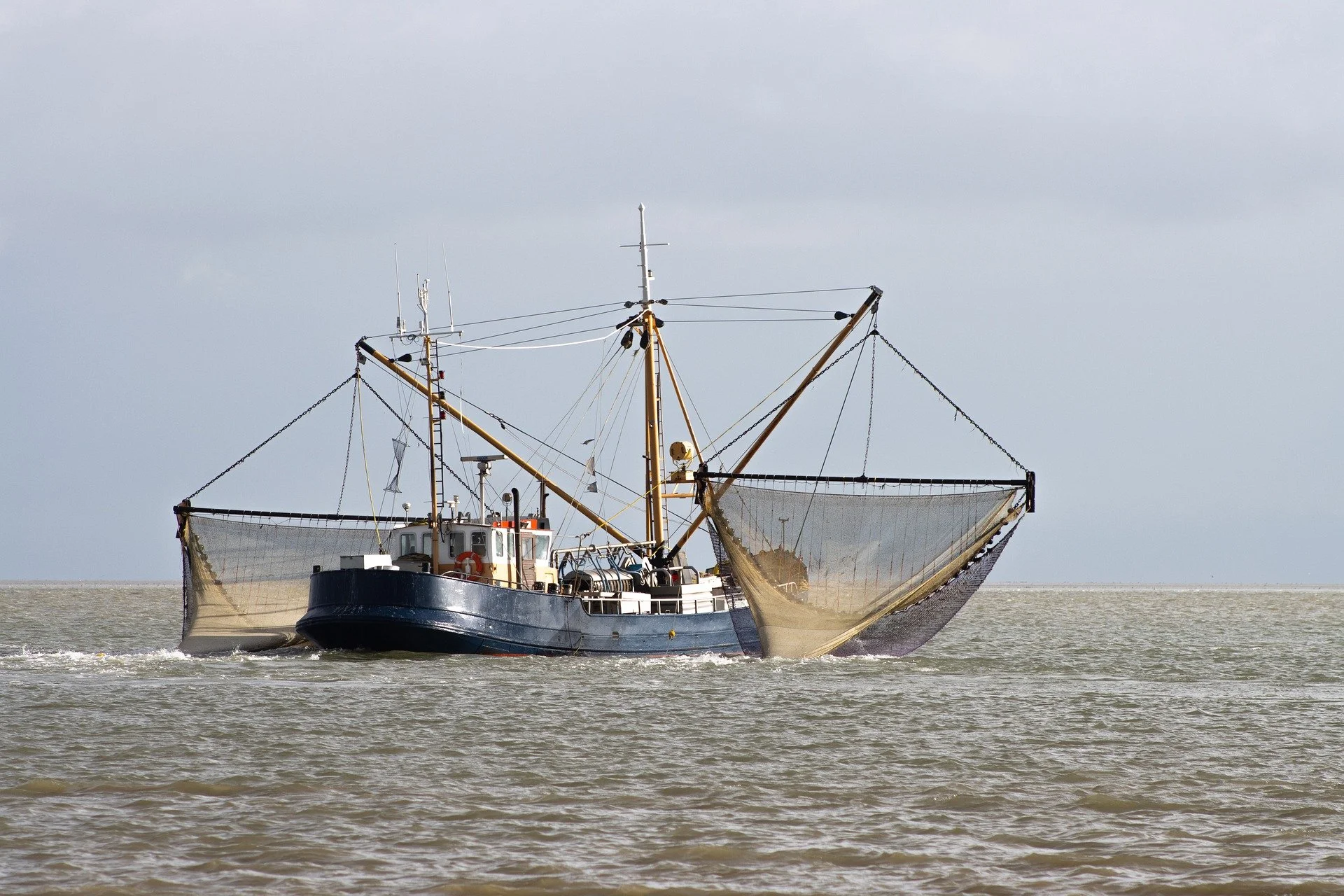 Improving Animal Welfare in the Fisheries Sector