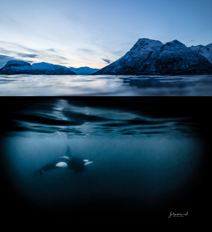 Today the Orcas were really spread out doing their own thing. There were couple of Humpbacks around too. The landscape was absolutely stunning as usual. The light as it hit the snowy mountain tops and reflected down on to the calm waters, sprinkling…