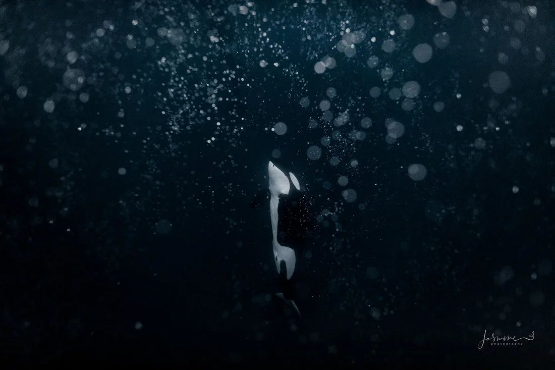 As I was swimming with the Orcas&nbsp;today snowflakes started to fall ❄️ ever so delicately on me, my mask and my housing. They fell into the still ocean surface making the tiniest ripples. We were surrounded by Orcas and as their dorsals sliced th…
