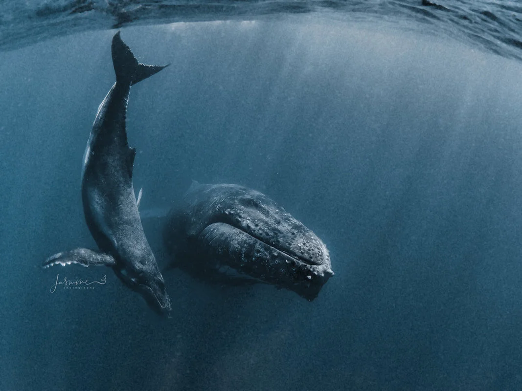 Baby Humpbacks learn a lot through mimicking. They are such a joy to watch while they practice twists, turns, slaps and breaching. The looks in their eyes when they surprise themselves with their own efforts is just hilarious.💙(Jasmine Carey)