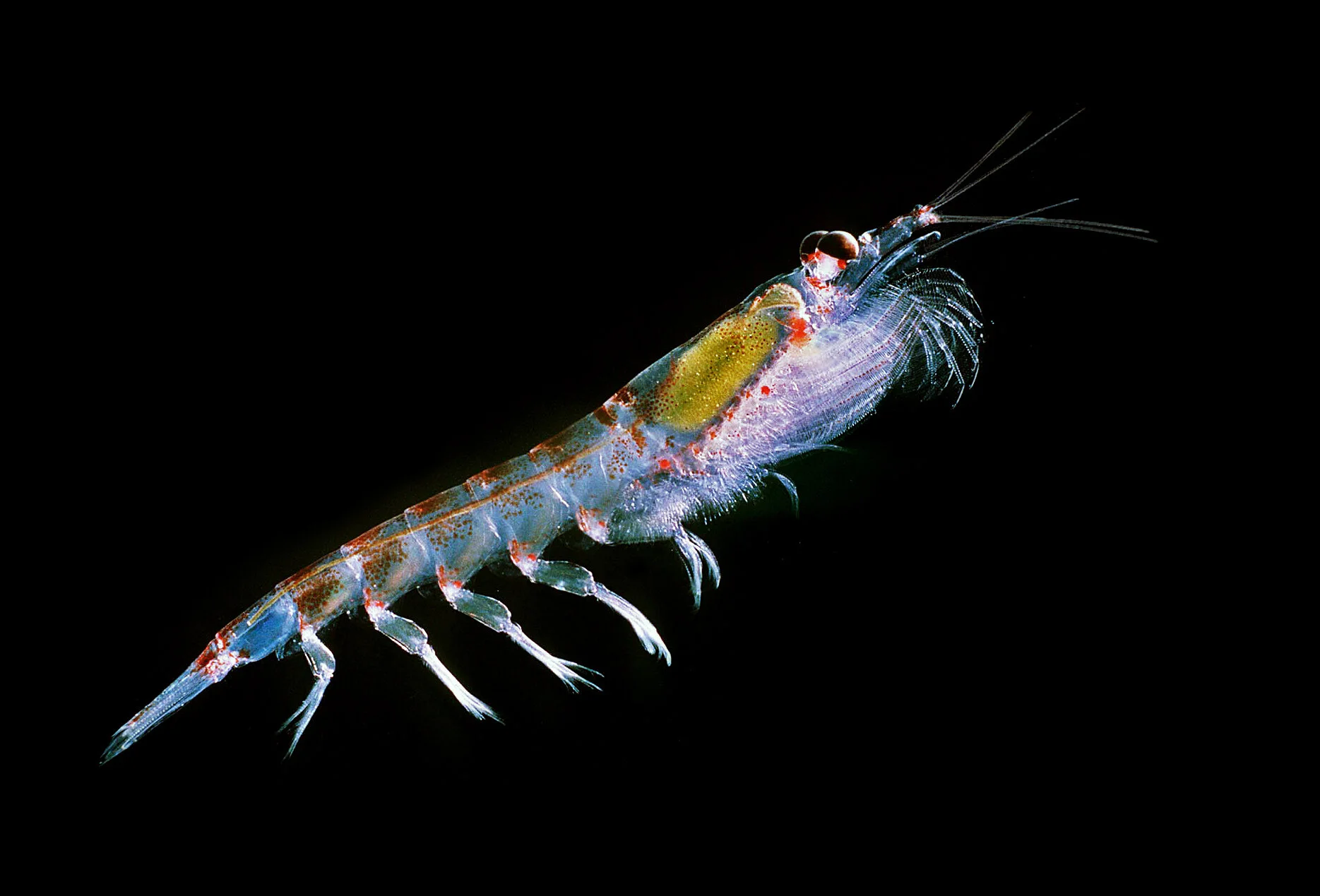 Antarctic_krill_(Euphausia_superba) (2).jpg