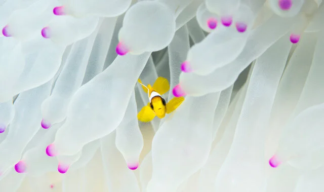 I’d like to personally thank this tiny clownfish for being extremely photogenic, and apologize for the ways humans are impacting his habitat. (Morgan Bennett Smith)