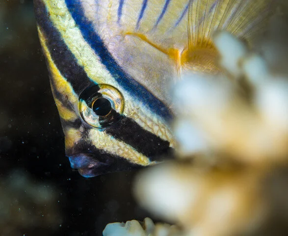 little reef 🐠 peek-a-boo. Eye stripes like the one this fella has may be an adaptation to break up the outline of the eye and confuse predators, especially in fish with false eye spots. (Moran Bennett Smith)