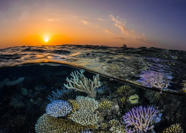 Sunset glow over a beautifully diverse reef in the central Red Sea. (Morgan Bennett Smith)