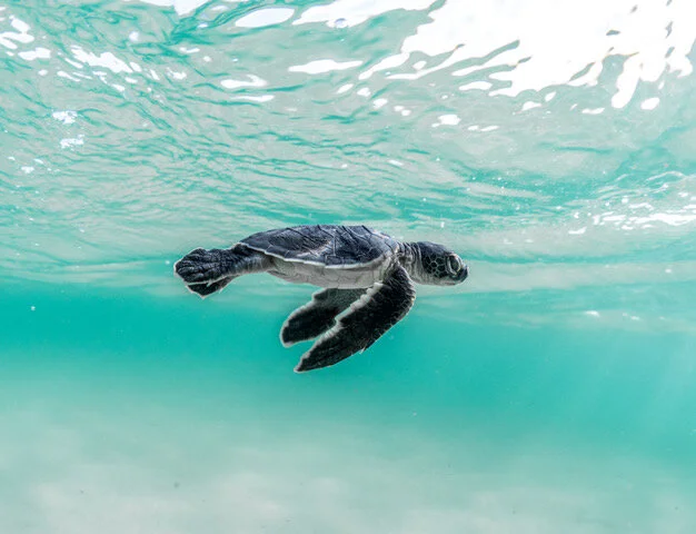 🐢 This 3-inch green turtle hatchling is ready for the weekend (Thursday night in the Middle East)! (Morgan Bennett Smith)