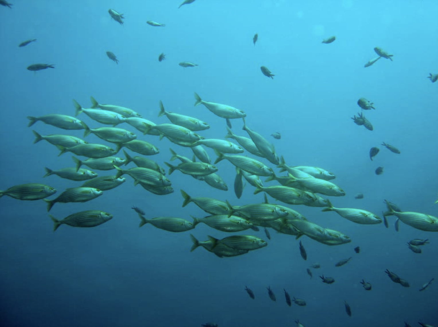 Marine Capture Fisheries: Key Welfare Recommendations