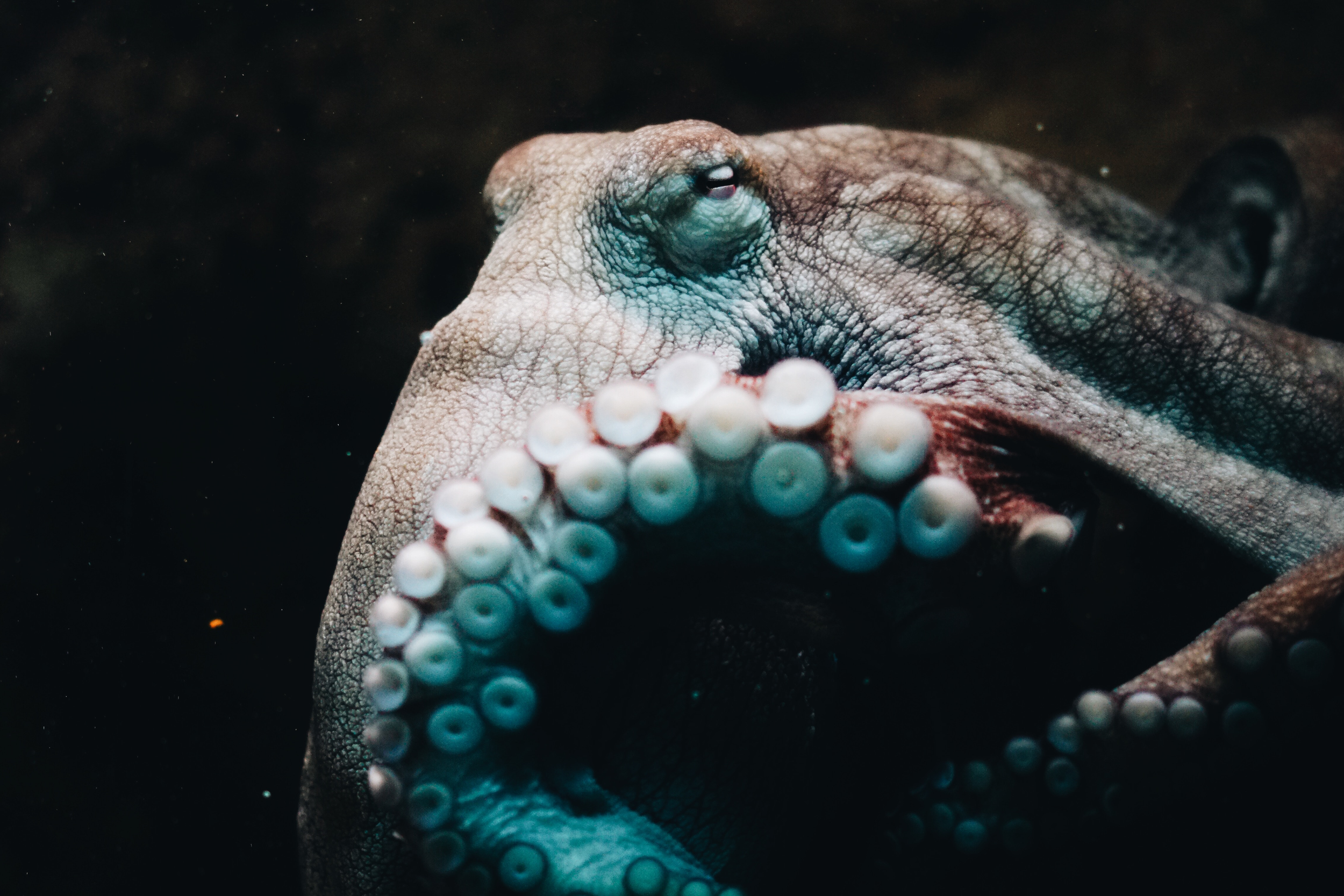 Nueva Pescanova: Prioritizing Profits and Polluting Las Palmas - The World's First Large Scale Commercial Octopus Farm