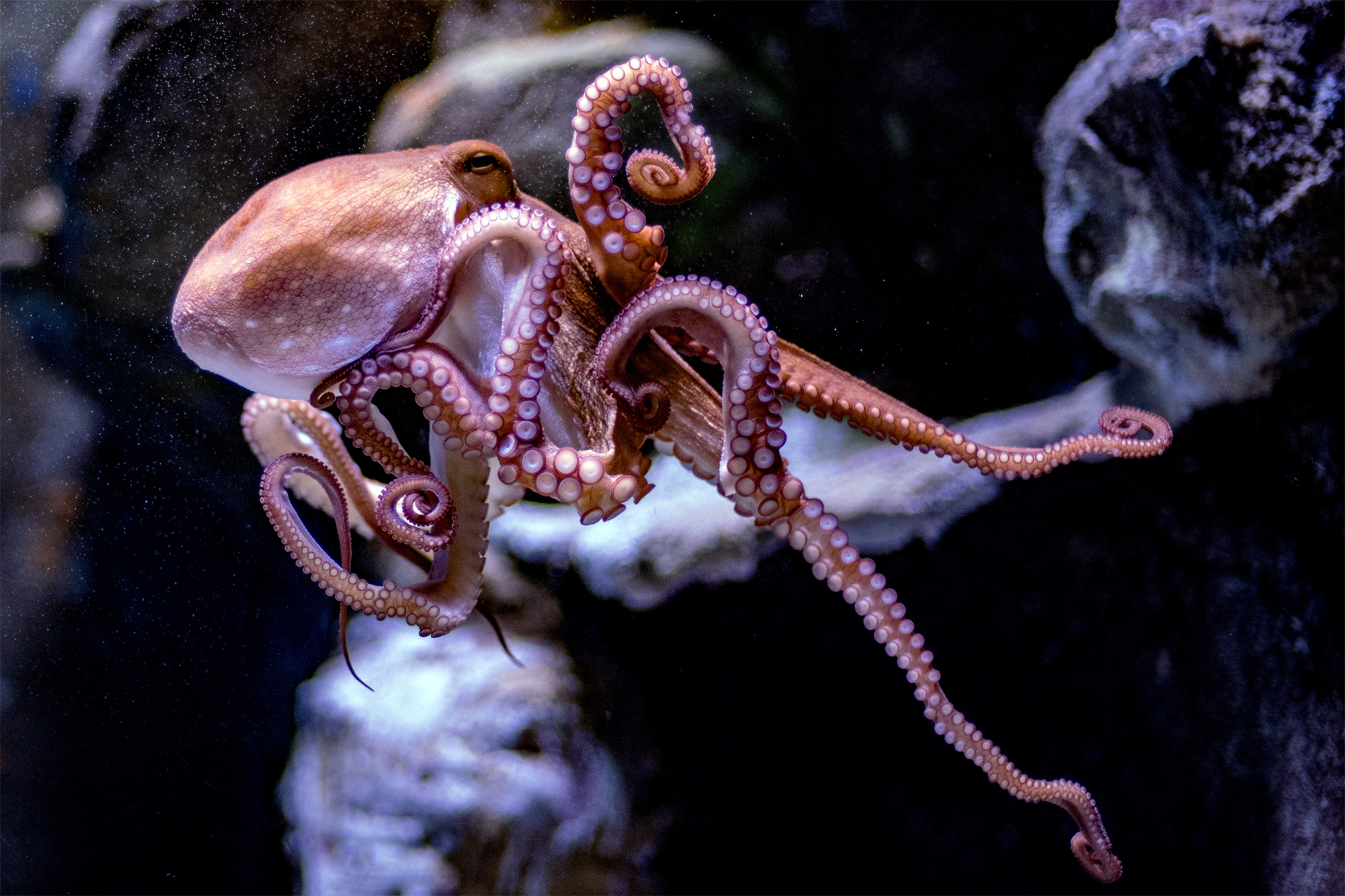 Nueva Pescanova’s Octopus Farm: Obstacles and Opposition