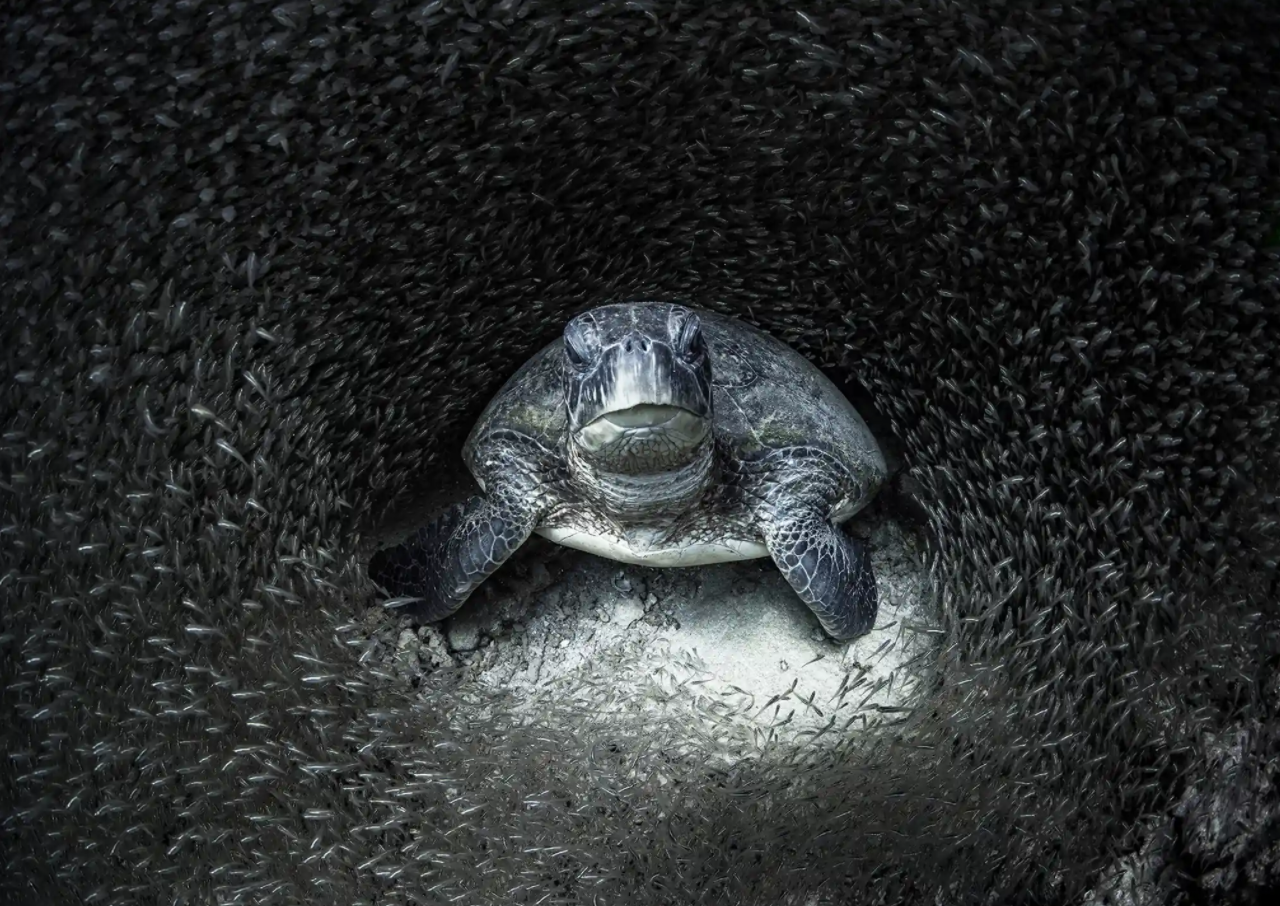 Photograph: Aimee JanWinner: Ocean Photographer of the YearA green turtle, surrounded by glass fish, Ningaloo Reef, Western Australia