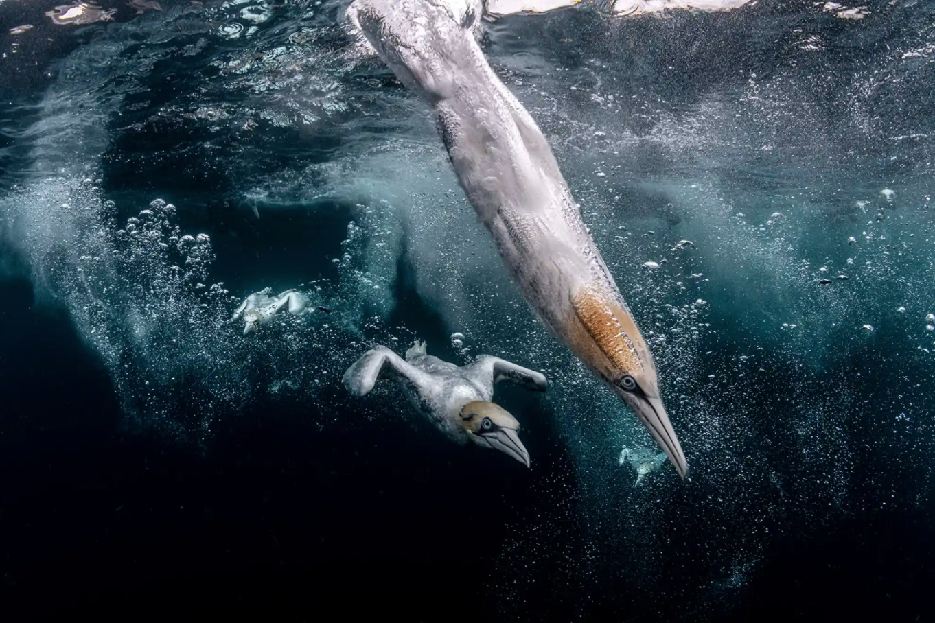 Photograph: Henley SpiersSecond Place: Ocean Photographer of the YearDiving gannets hit the water off the Isle of Noss, Shetland, UK