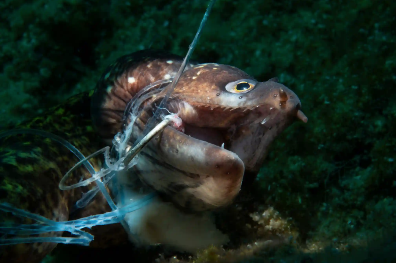 Photograph: Kerim SabuncuoğluWinner: Conservation Photographer of the YearA dead moray eel hooked by an abandoned fishing line off Bodrum, Turkey