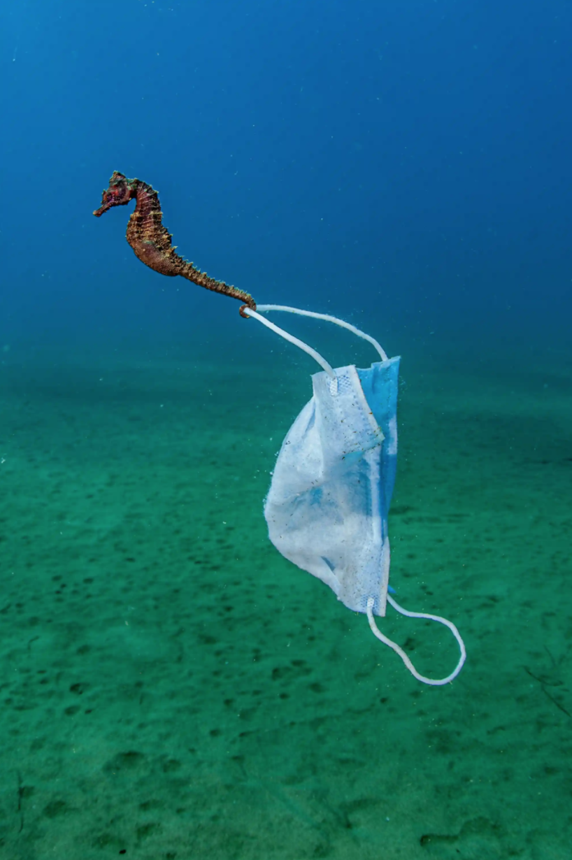 Photograph: Nicholas SamarasHighly commended: Conservation Photographer of the YearA seahorse clings to a face mask, Stratoni, Greece