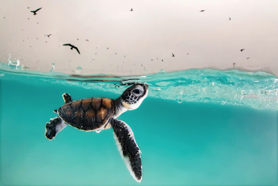 Photograph: Hannah Le LeuWinner: Young Ocean Photographer of the YearA green sea turtle hatchling cautiously surfaces for air, to a sky full of hungry birds, Heron Island, Queensland, Australia