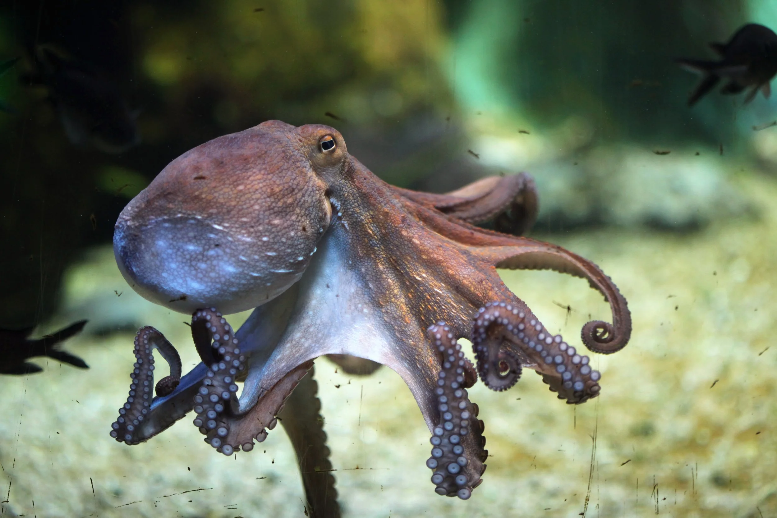 Octopus Farming: Alarms Raised by Aquatic Life Institute are Echoed by Canary Islands Government
