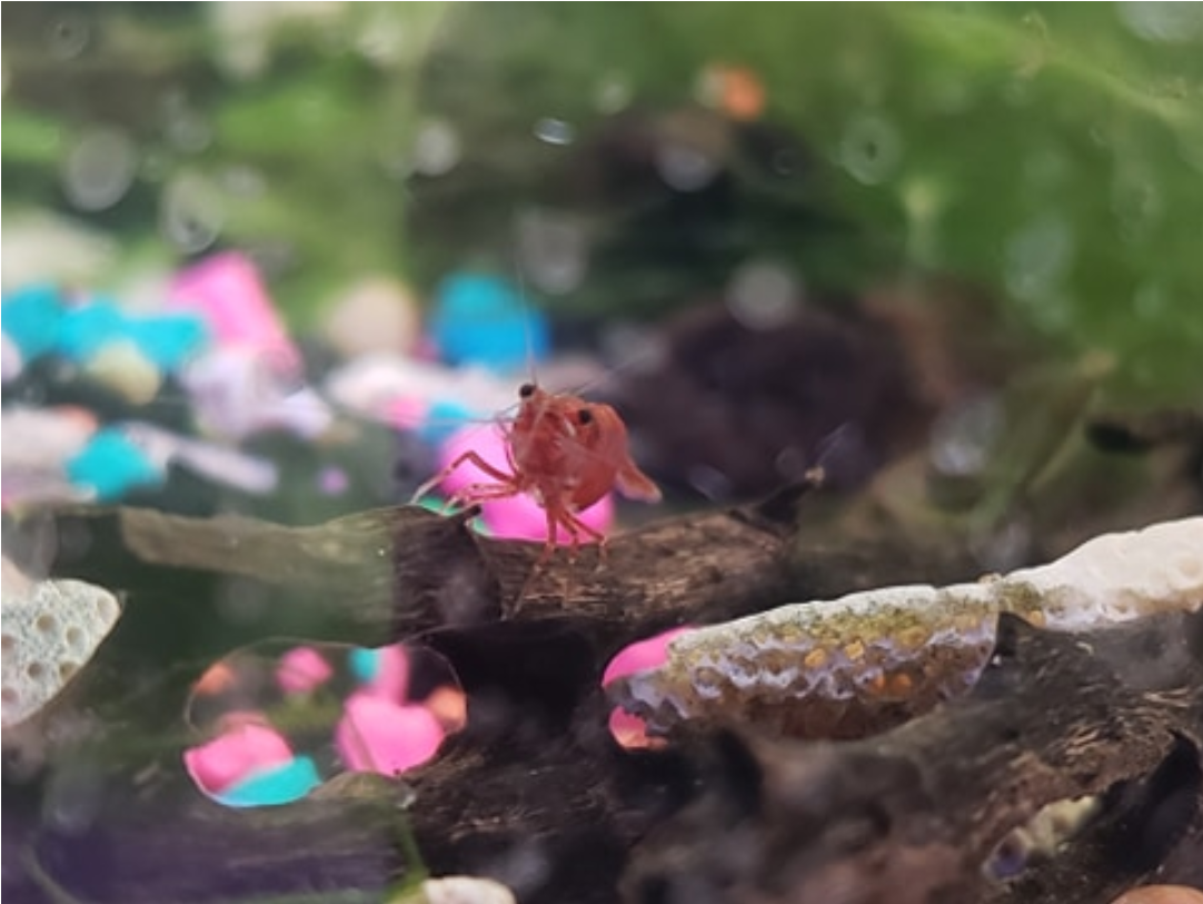 Shrimp.PNG