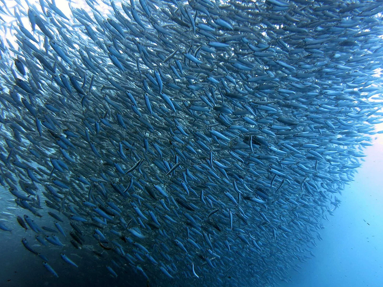 1600px-2014_11_Moalboal_21_sardine_run_(16024303526).jpg