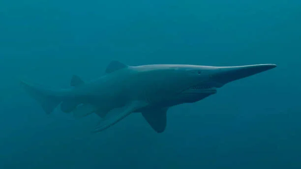 goblin shark.jpeg
