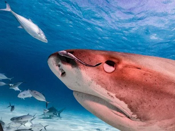 tigershark eye.jpeg