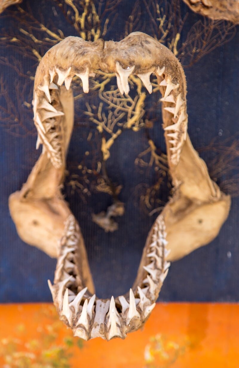 shark jaw.jpeg