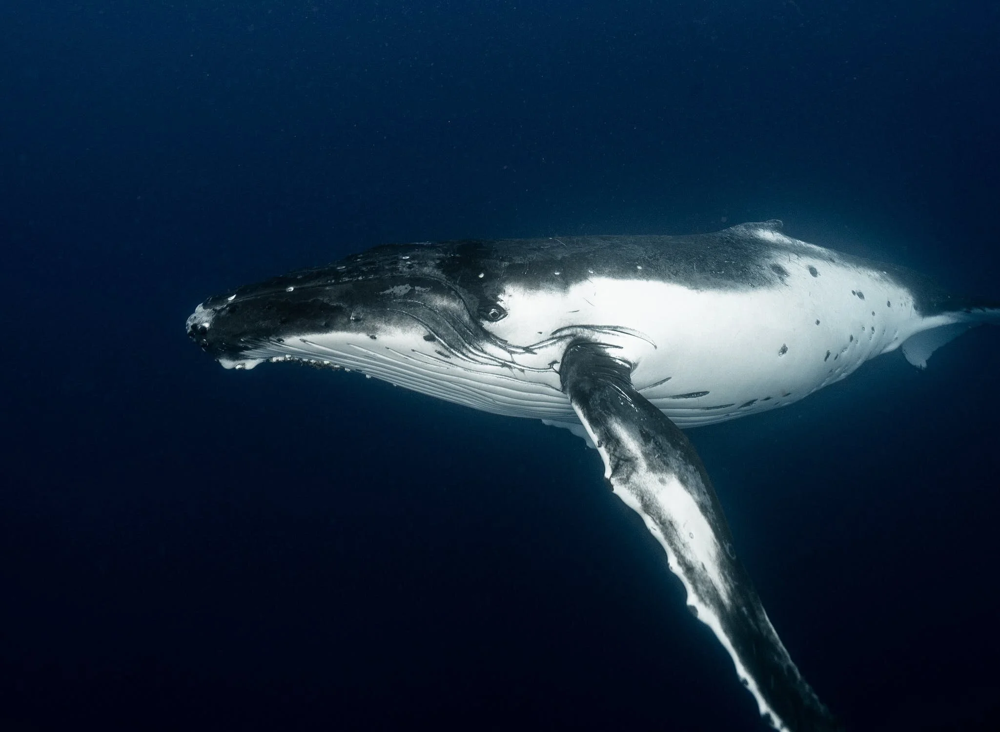 humpback .jpeg