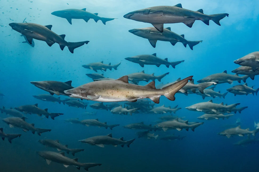 A large aggregation of sand tiger sharks off the coast of North Carolina&nbsp;