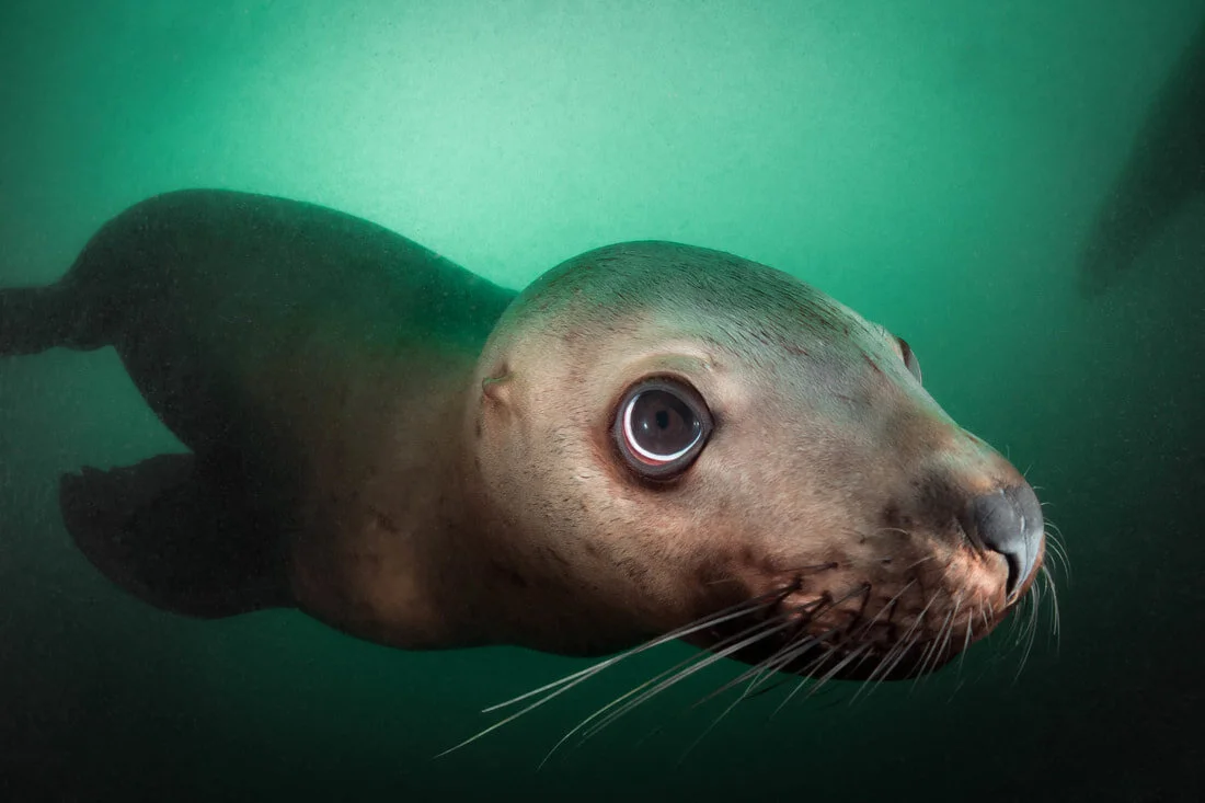 A Steller sea lion swims through the chilly green waters off the coast of Vancouver Island British Columbia