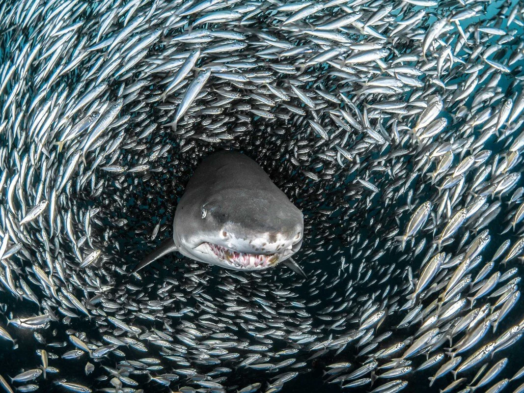 A sand tiger shark inside a massive bait ball of tiny fish off the coast of North Carolina