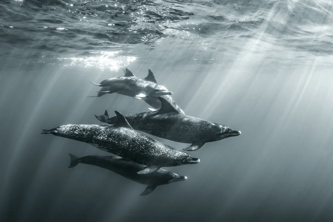 A pod of spotted dolphins off the coast of North Carolina
