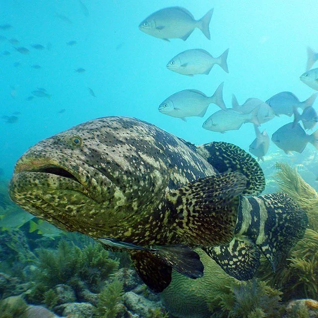 Goliath Grouper.jpeg