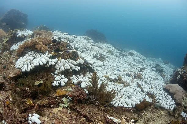dying coral.jpeg