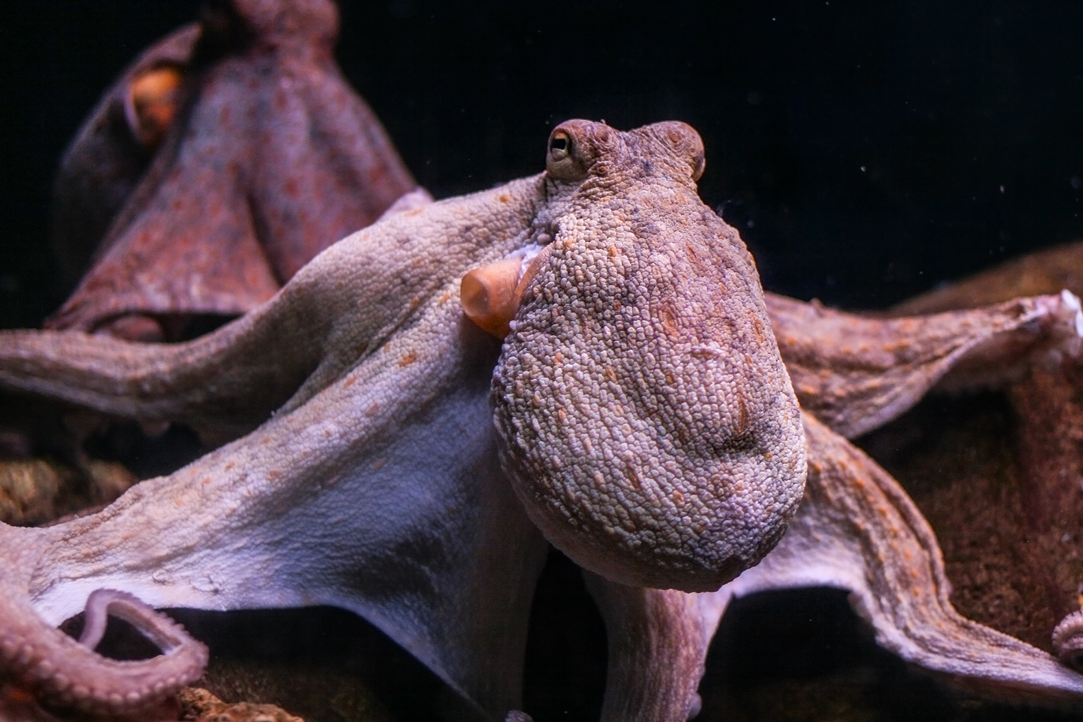 The Media Celebrates California’s Historic Ban on Octopus Farming