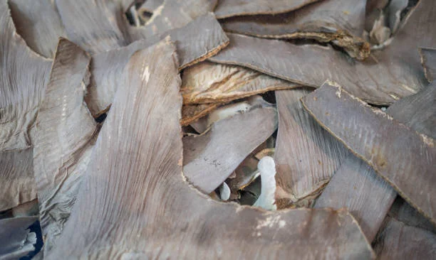 shark fins.jpeg