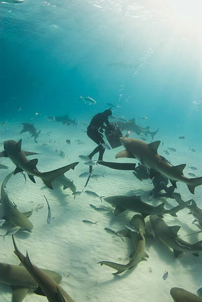 shark diving.jpeg
