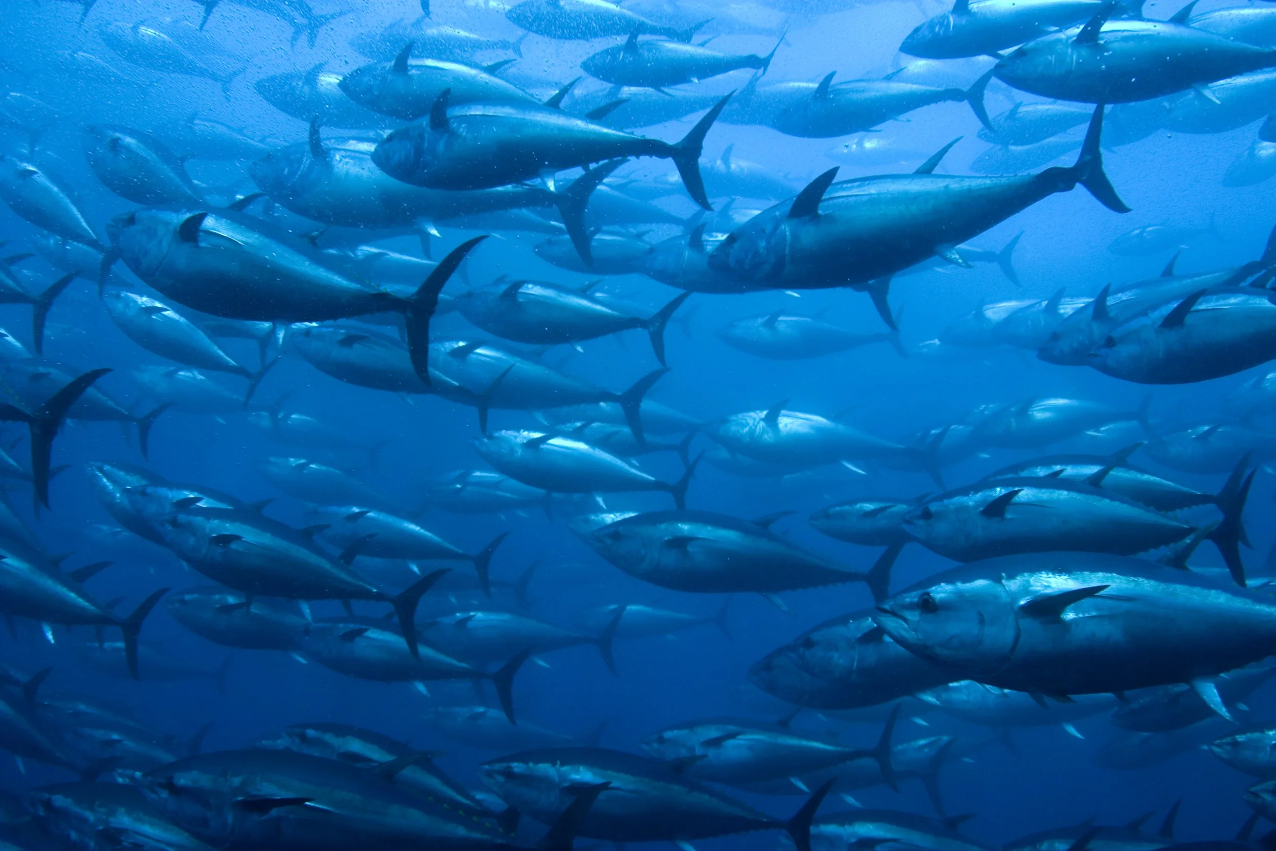 Tuna Welfare: The Next Frontier in Sustainable Fisheries