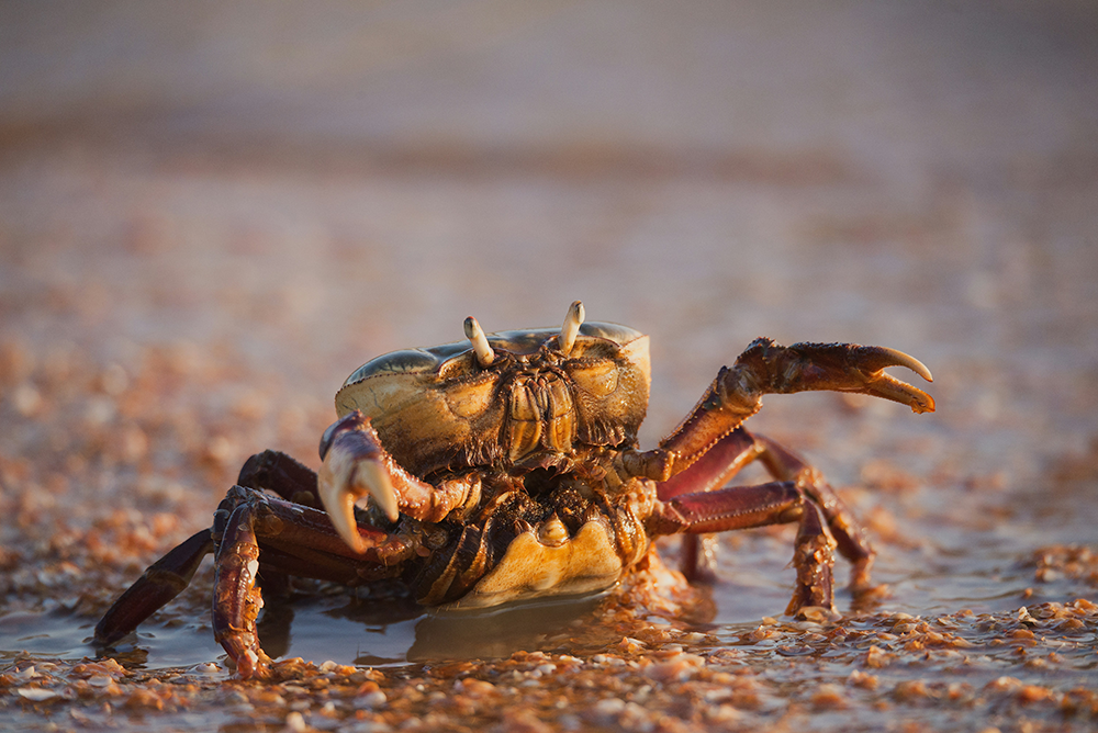 Two Major Companies Publish Comprehensive Crustacean Welfare Policies