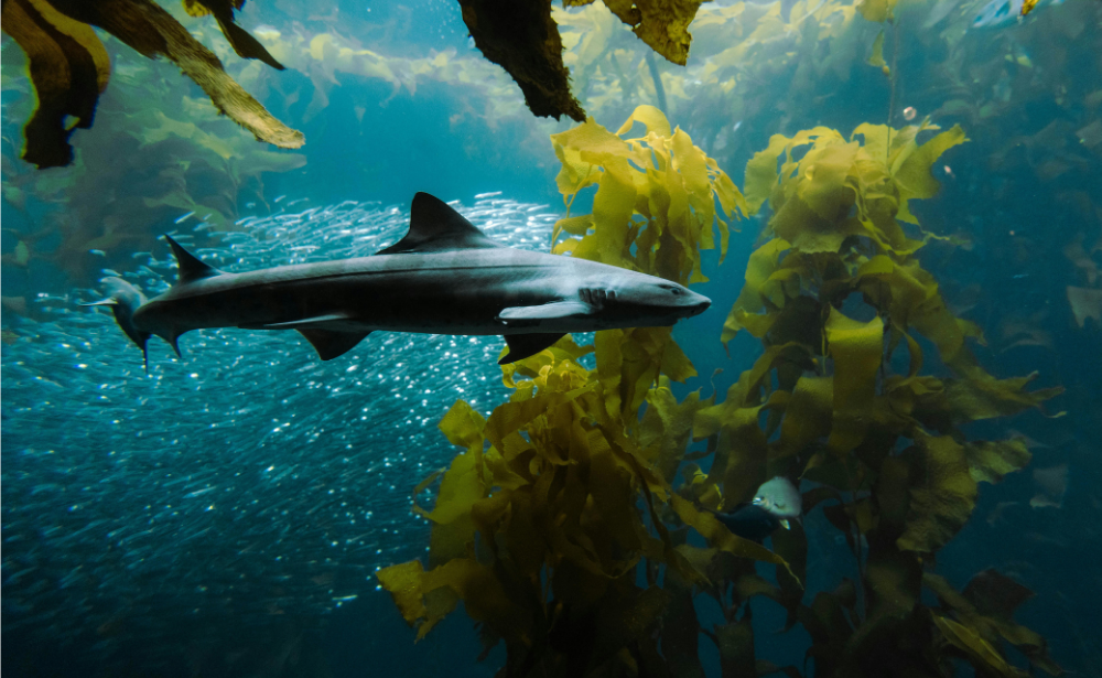 Two big ocean breakthroughs, but what do they really mean for animals?