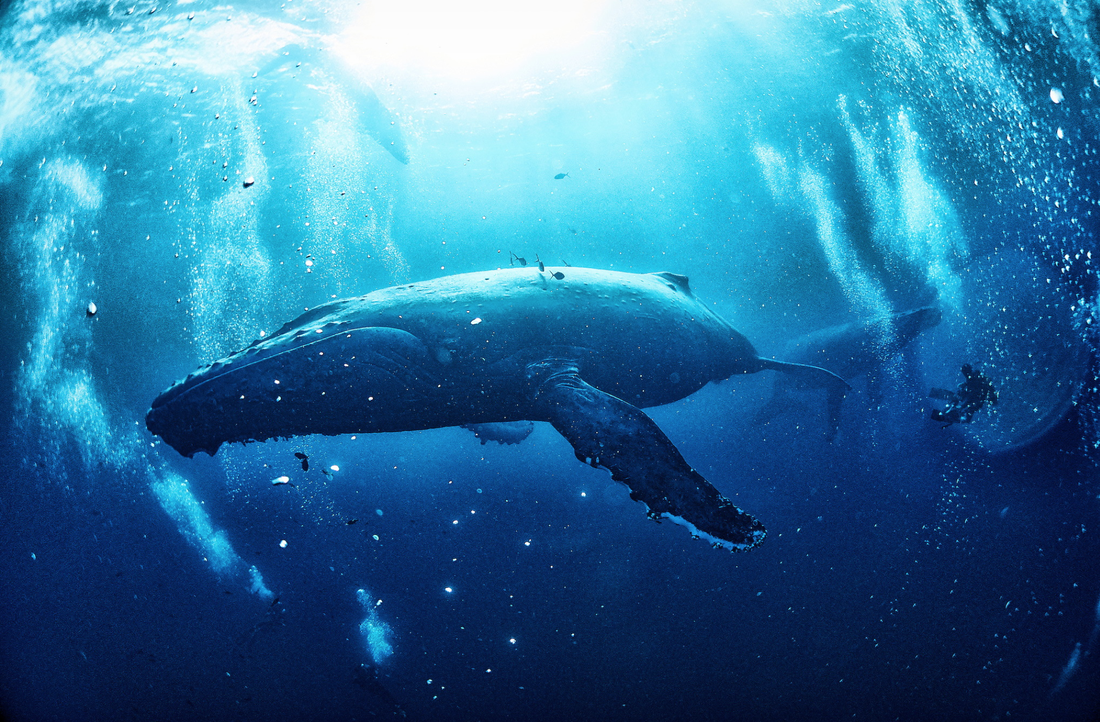 A humpback whale with her calf in the distance in the protected area Roca Partida, Revillagigedo Islands, Mexico. ​(Anuar Patjane)