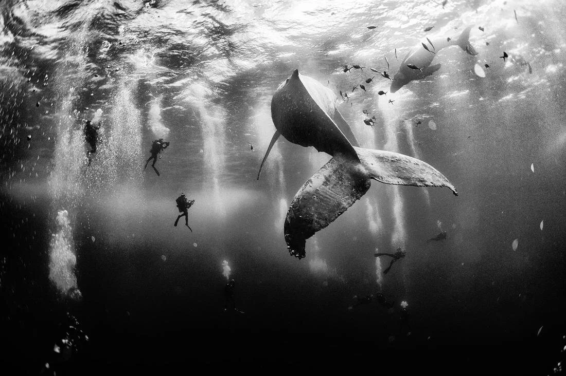 whale-diving-dolphins-anuar-patjane-adapt-1900-1_1_orig.jpg