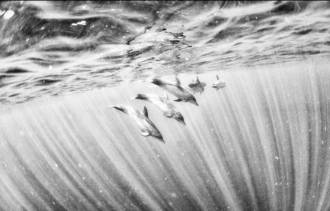 ​Bottleneck dolphins playing around in Xcalak National Park, Mexico. (Anuar Patjane)