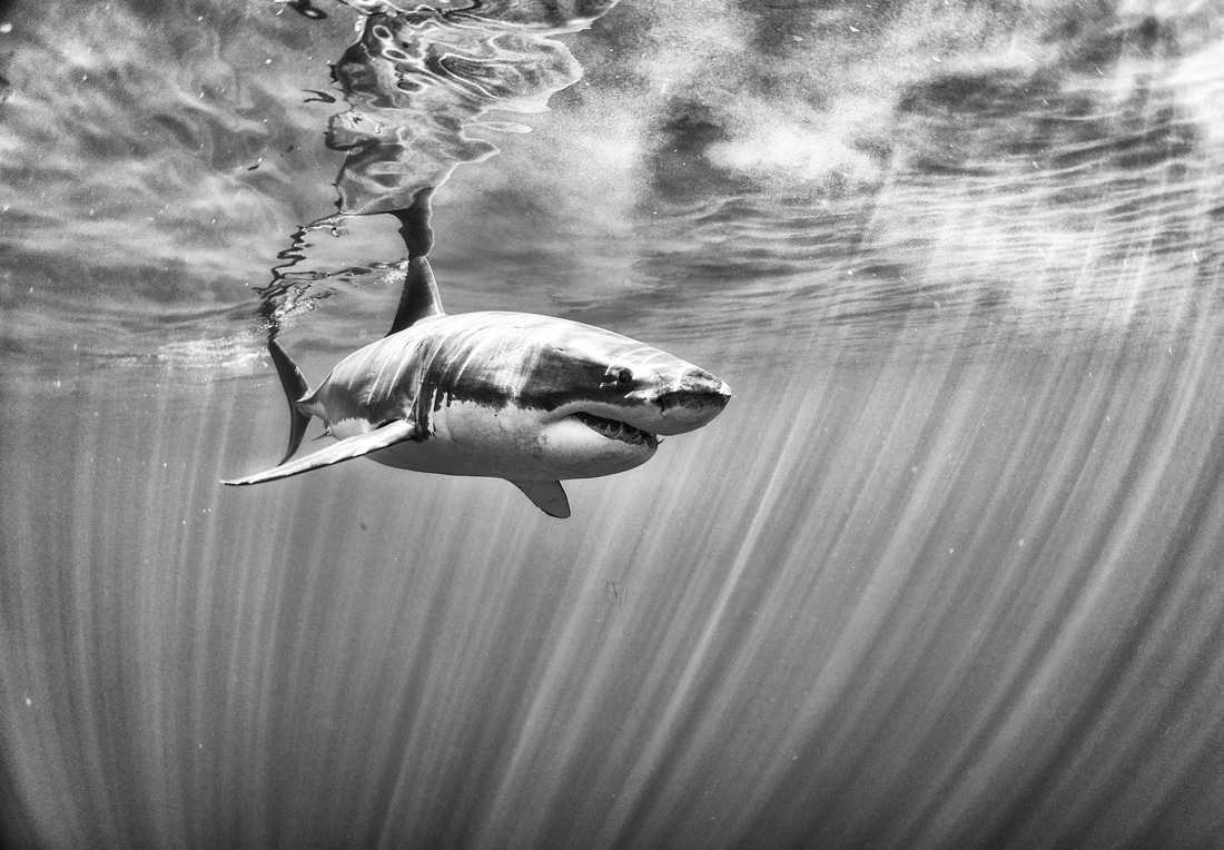 The great white sharks from Guadalupe, México. (Anuar Patjane)