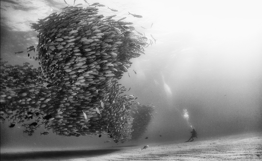 ​Silver jacks forming a tornado shape in Cabo Pulmo, Mexico . Park ranger Leonardo, never gets tired of the silver jacks. Cabo Pulmo is a unique example of the power of preserving marine hot spots, or what Sylvia Earle calls Hope Spots; by selecting…