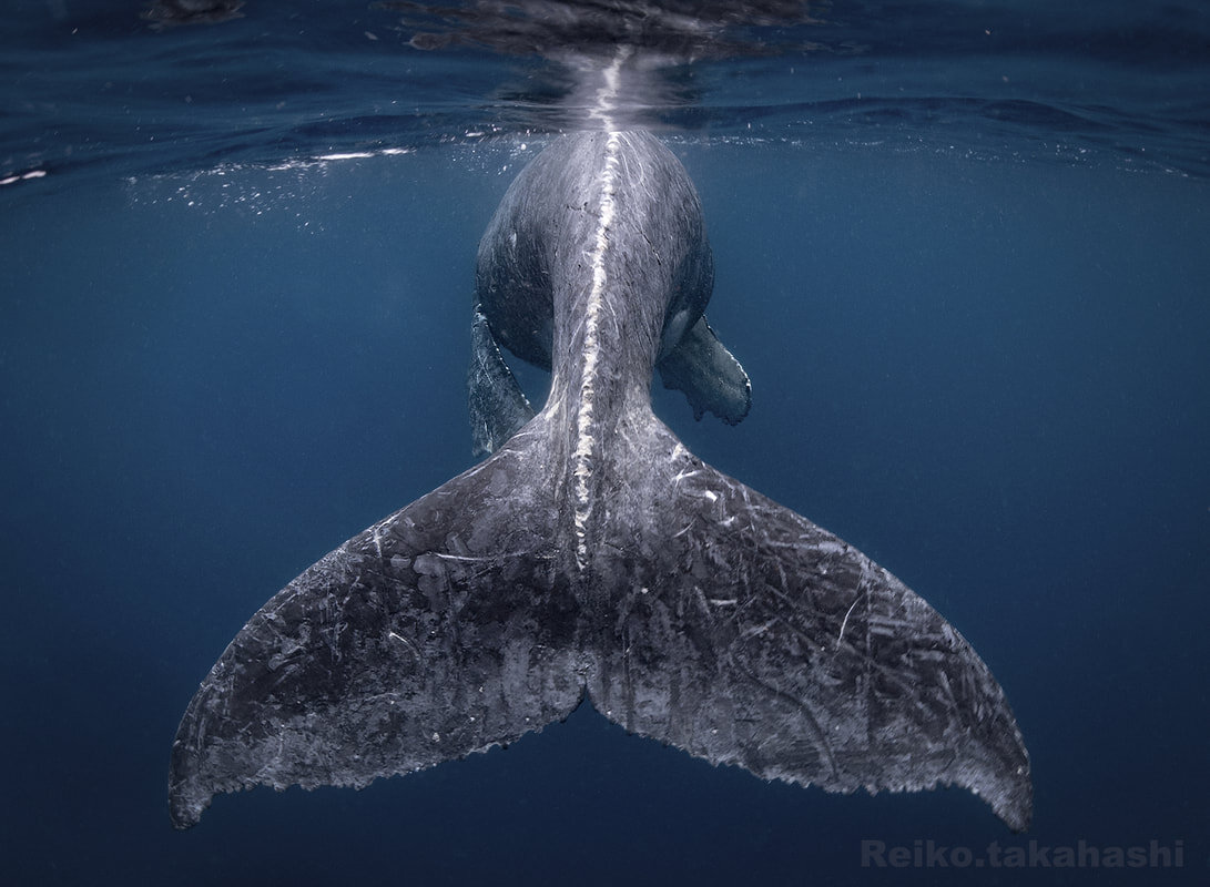 "I want to see this beautiful whale calf again, I felt the severity of nature and strength of life"(Reiko&nbsp;Takahashi)