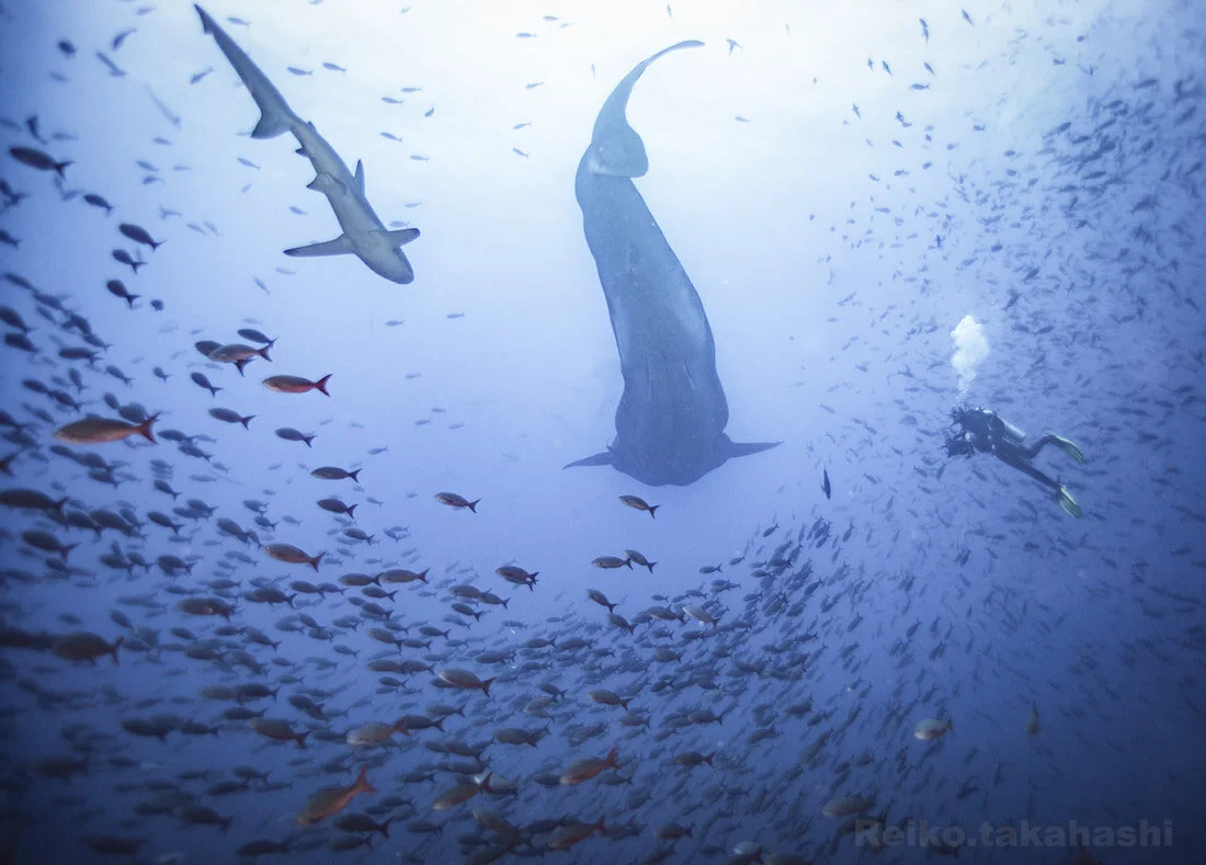 Whale Sharks swimming among humans.&nbsp;(Reiko&nbsp;Takahashi)