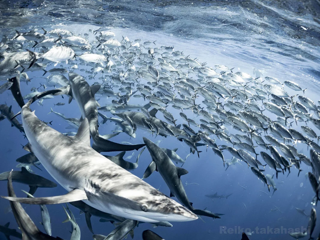 Shark bait ball in Socorro&nbsp;(Reiko&nbsp;Takahashi)