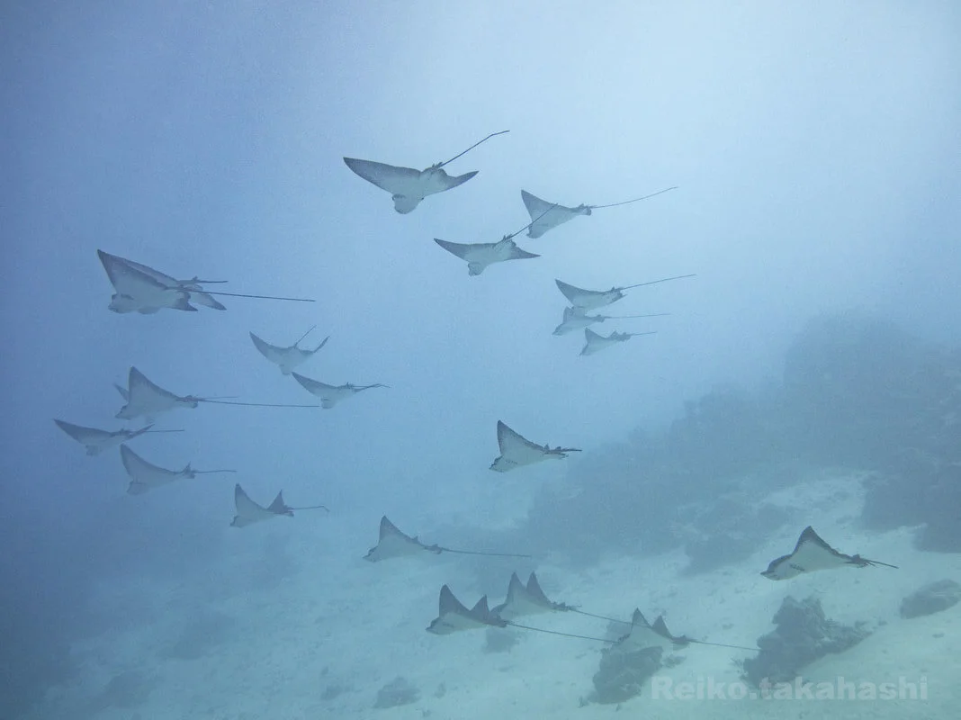 A school of spotted eagle ray&nbsp;(Reiko&nbsp;Takahashi)