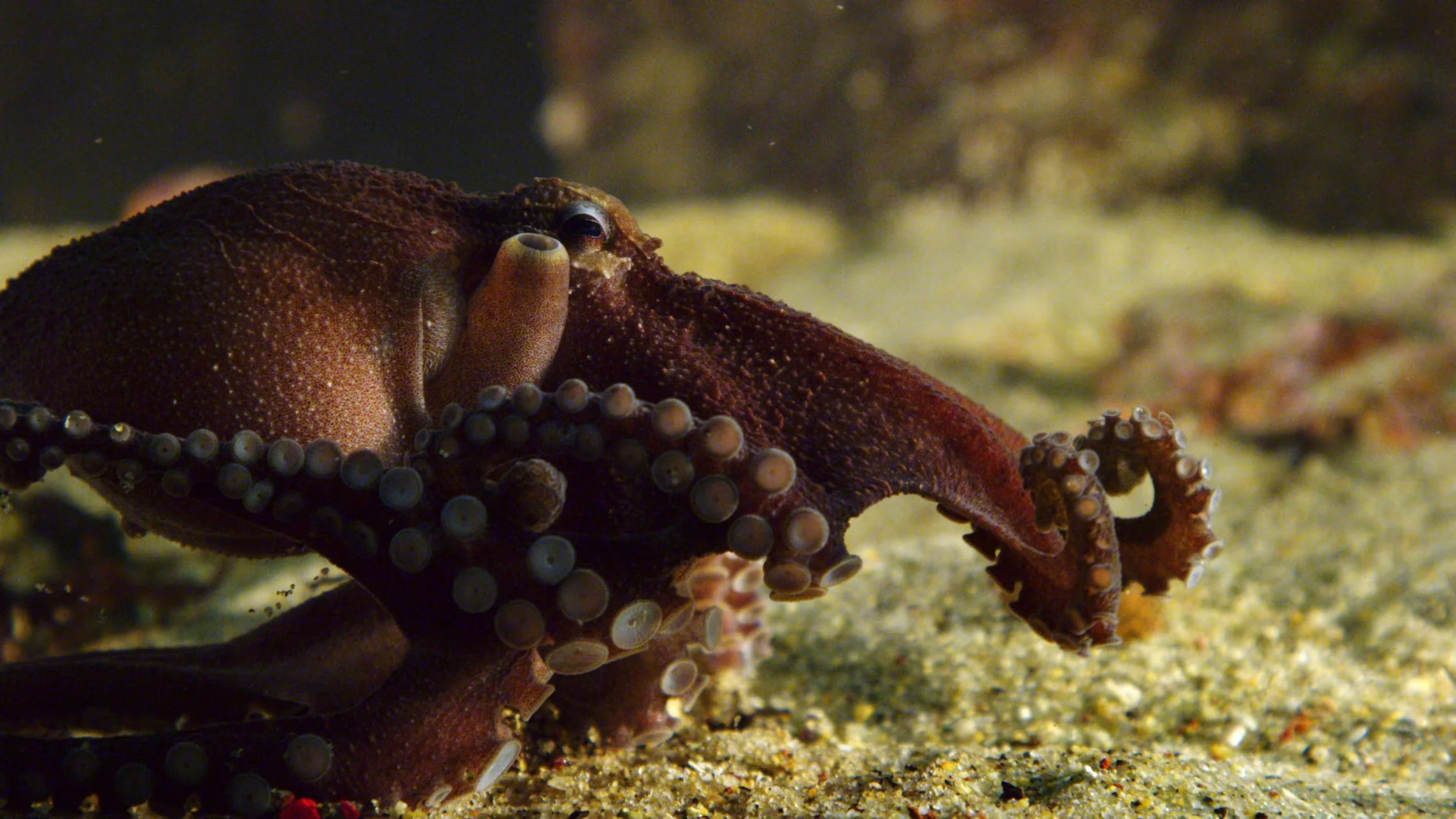 What Lies Behind Mexico’s Octopus Farm Research Facade?