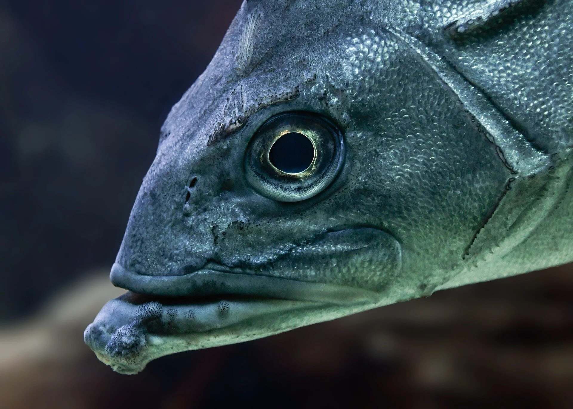 fish-3322217_1920 (1).jpg