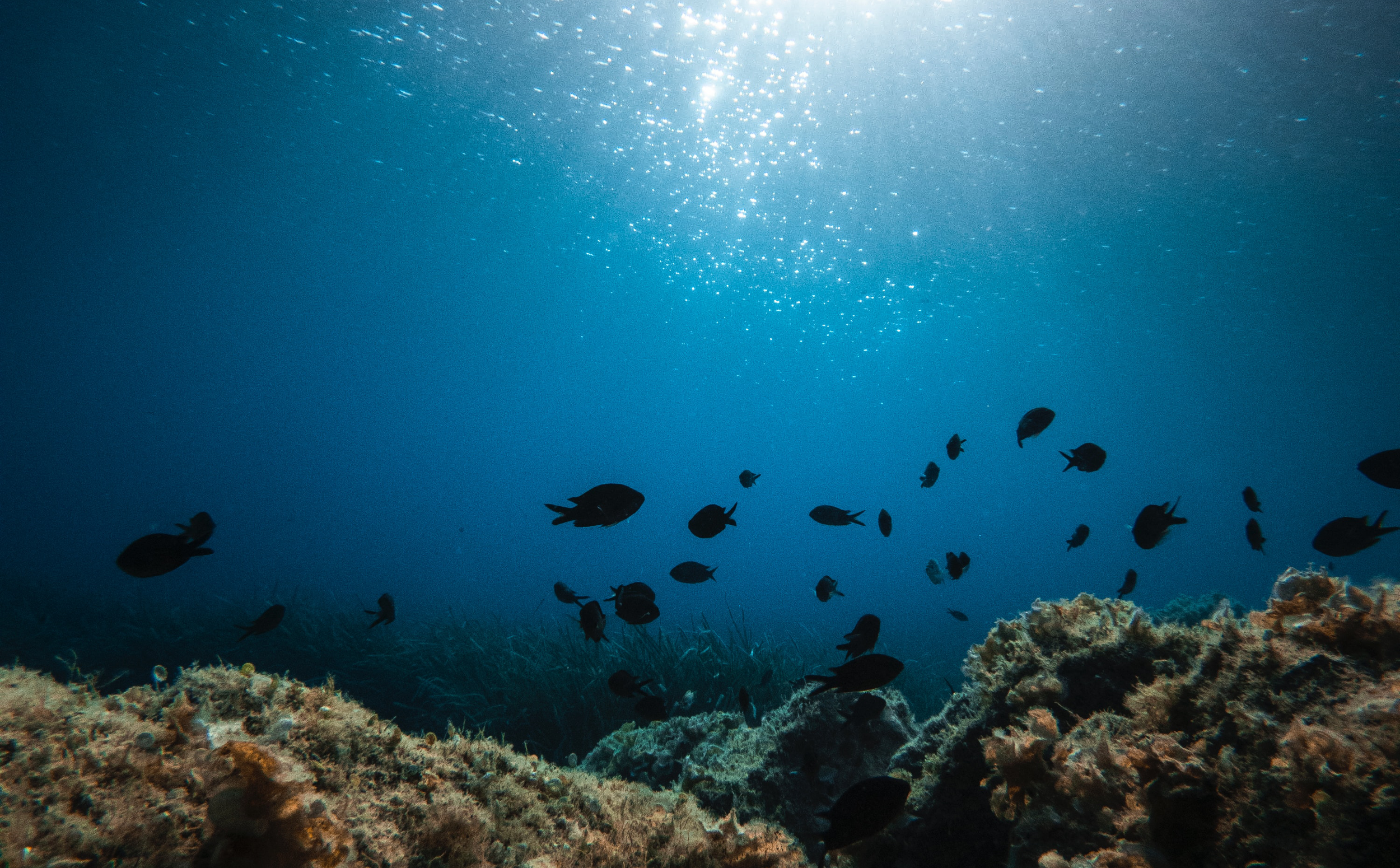 World Oceans Day: Why is Aquatic Animal Welfare Crucial in Ocean Conservation Strategies?