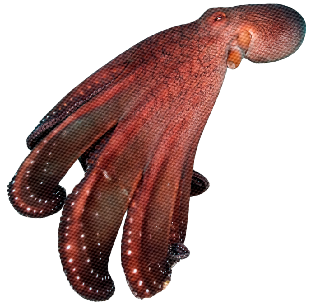 Close-up of a red and brown octopus with textured skin on a black background.
